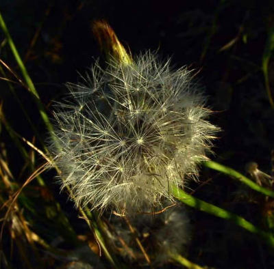 u/woody/medium/173235.Dandilion.jpg