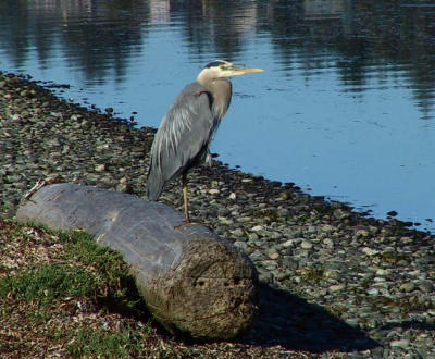 Heron at rest.jpg