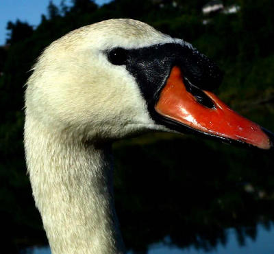 Swan 5.jpg