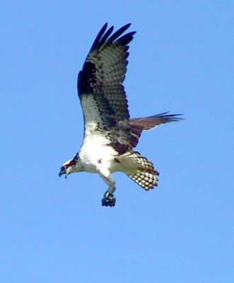 Osprey in flight 6.jpg