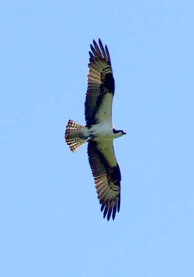 Osprey in flight 8.jpg