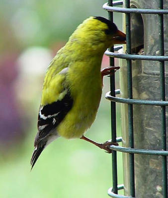 American goldfinch.jpg