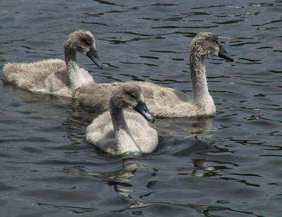 3 signets.jpg