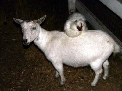 Chicken sleeps on goat.jpg