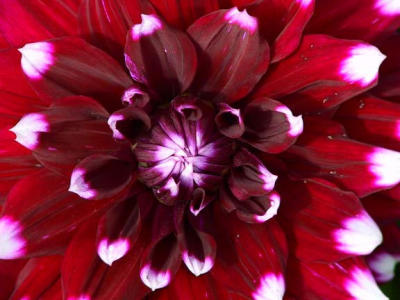 Dalia.center.jpg