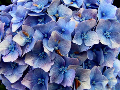 Hydrangea...Mop Head.jpg