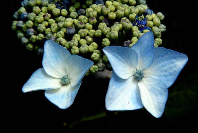 Hydrangea..Lace Cap.jpg
