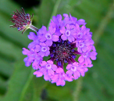 IMG_4527.jpg
