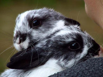 Baby bunnies.jpg