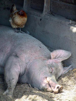 Contented pig and hen.jpg
