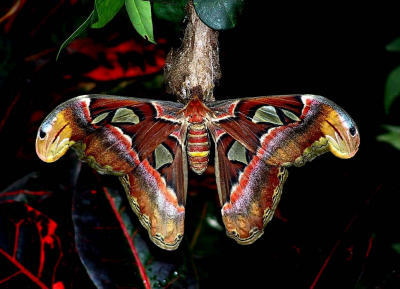 Atlas Moth.jpg