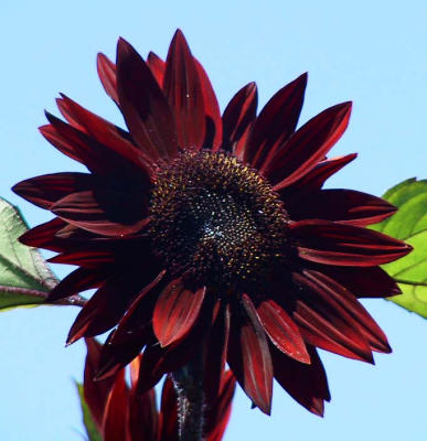 Sunflower.jpg