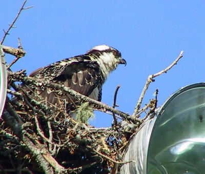 Osprey up close.jpg