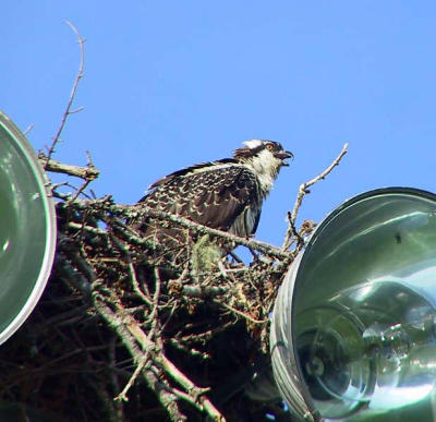 Osprey.baby feathers .jpg