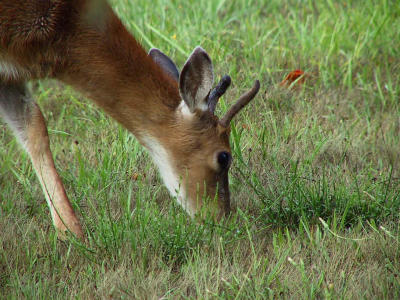 Young buck feeding.jpg