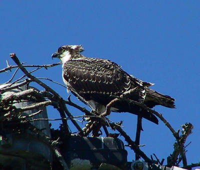 Hungry osprey young one.jpg