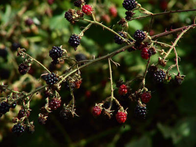 Wild blackberries.jpg