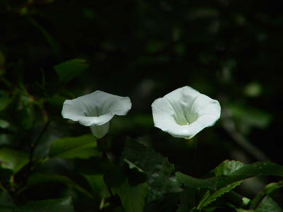 Morning glory flowers .jpg