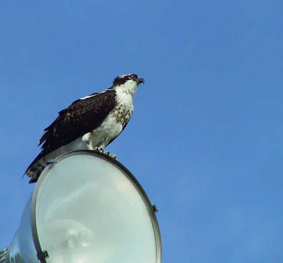 Osprey waiting for food.jpg