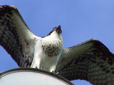 Young osprey calls for mom.jpg