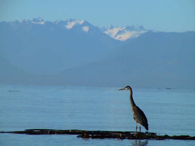 u/woody/medium/319722.Morningfishing.jpg