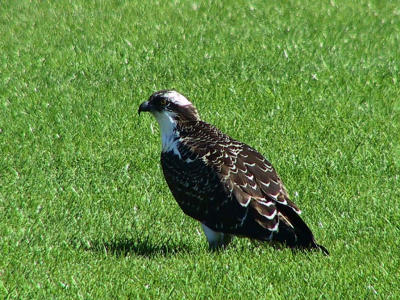 Osprey resting in the grass.jpg