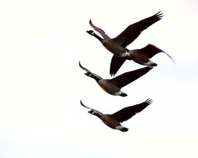 Flyby.canada geese.jpg
