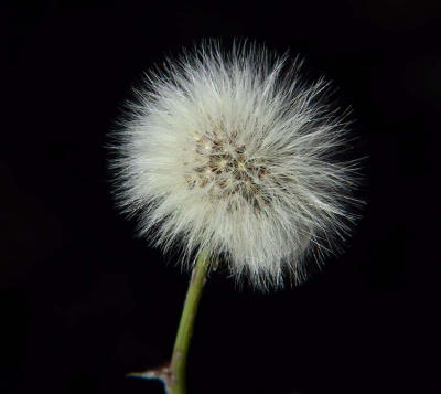 wispy.jpg