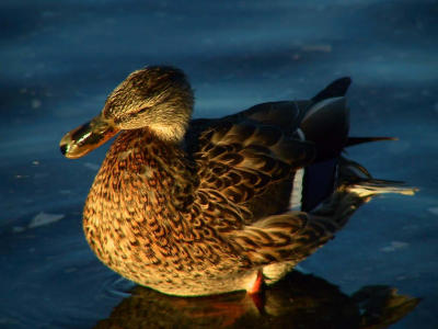 Basking in the evening sun.jpg