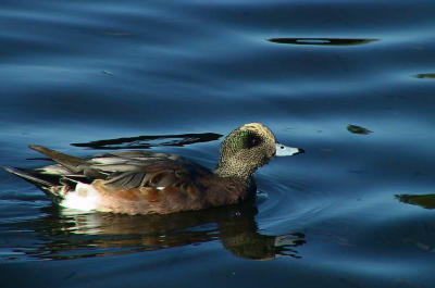 American Widgeon.jpg