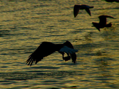 Eagle carrying salmon.jpg