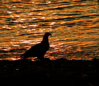 Eagle feeding.rising sun.jpg