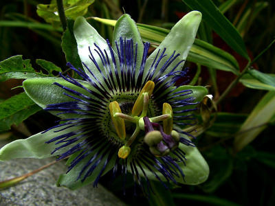 Passion flower.jpg