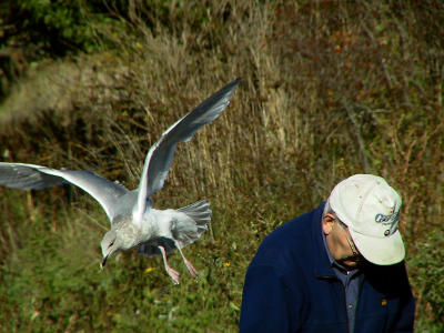 Seagull looking for food.jpg