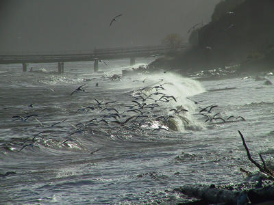 Feeding gulls.stormy pm2.jpg