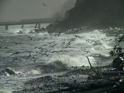 Feeding gulls.stormy pm.jpg