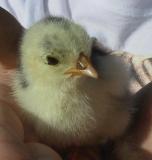 newborn chick 2.jpg