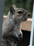 squirrel 2.jpg