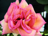Soft Pink Rose.jpg