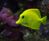 Yellow fish.jpg