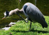 Itchy heron.jpg