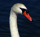 Swan Head.jpg