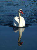 Swans reflection.jpg