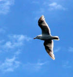 Seagull soaring in the sky.jpg