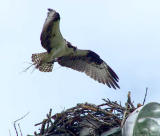Osprey nest.jpg