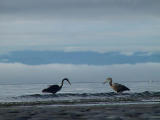 Morning ocean fishing.jpg