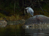 Very wet Heron.jpg