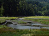 Goldstream estuary.jpg