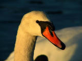 Swan.fading sunlight.jpg