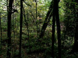 Forest scenes.jpg